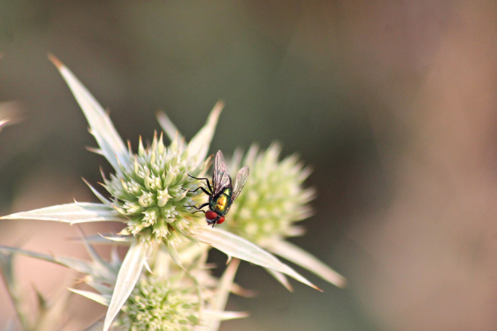 Canon EOS 1100D (EOS Rebel T3 / EOS Kiss X50) sample photo. Fly, insect, symbiosis photography
