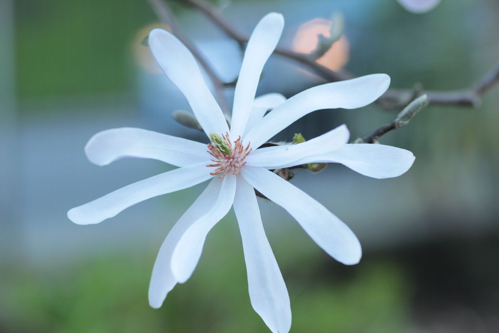 Canon EOS 600D (Rebel EOS T3i / EOS Kiss X5) sample photo. Magnolia, flower, spring photography