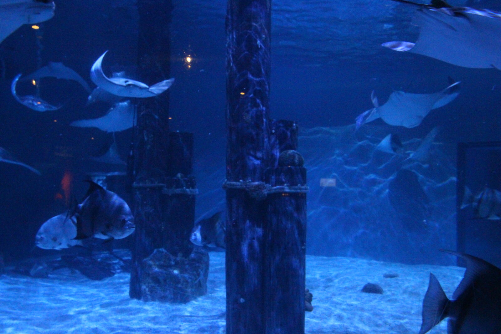 Canon EOS 700D (EOS Rebel T5i / EOS Kiss X7i) sample photo. Colorful, fish, pretty, shark photography