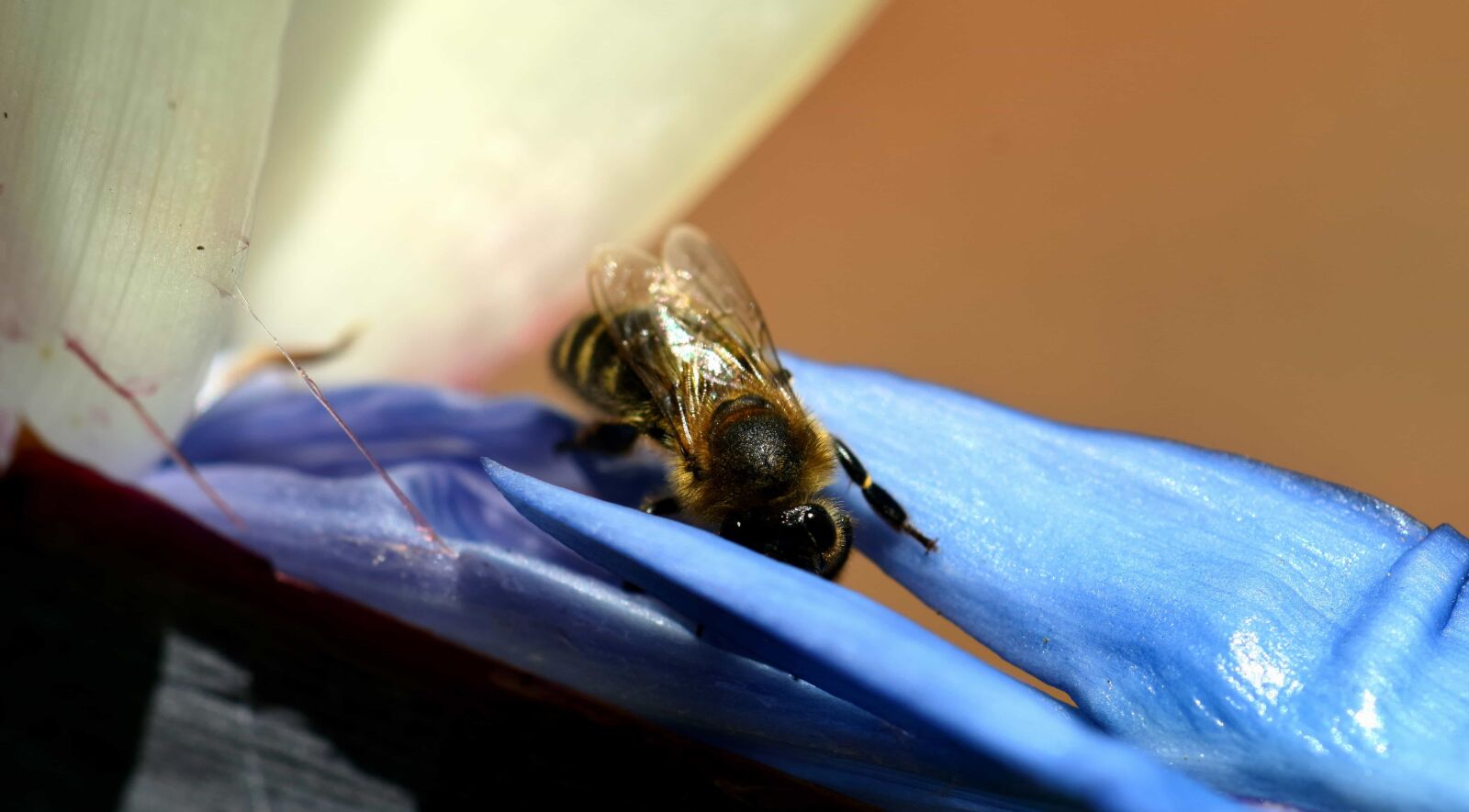 Nikon D3300 sample photo. Nature, insect, arthropod, bee photography