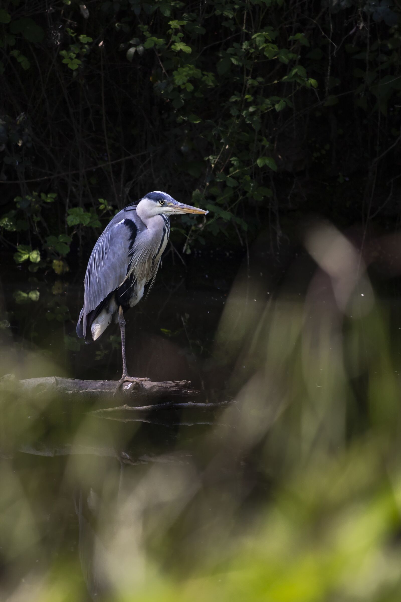 Canon EF-S 55-250mm F4-5.6 IS STM sample photo. Heron, bird, animal photography