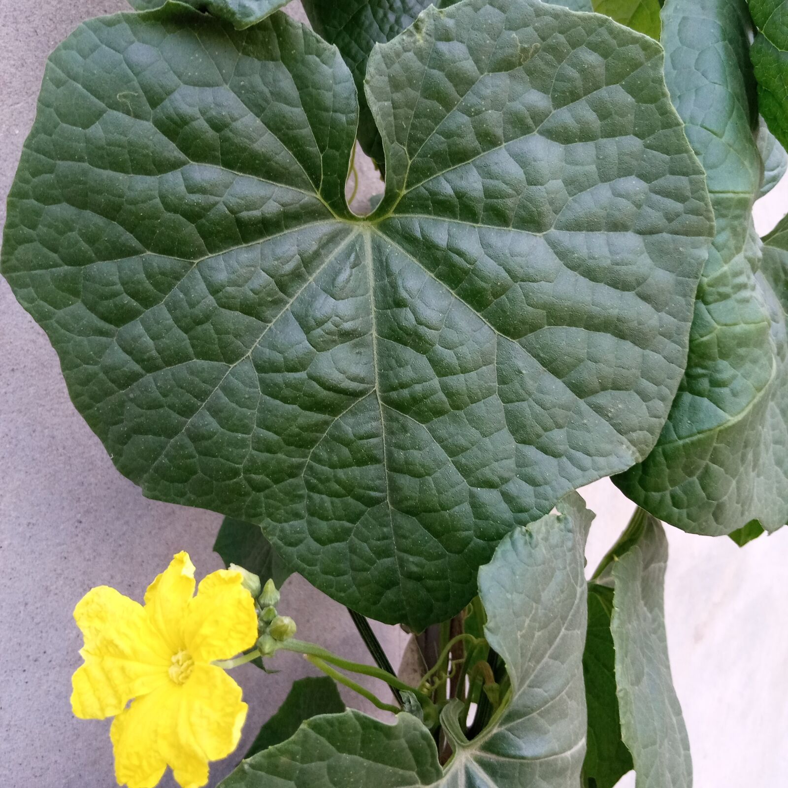INFINIX MOBILITY LIMITED Infinix X650C sample photo. Yellow flower, heart flower photography
