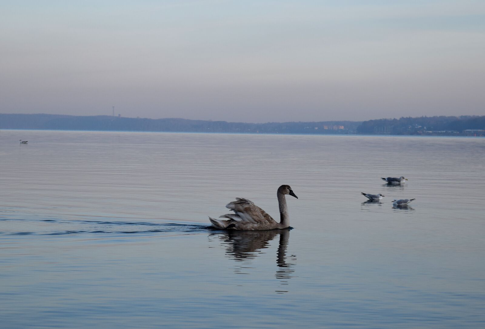 Nikon D5300 sample photo. Cygnet, bird, water photography