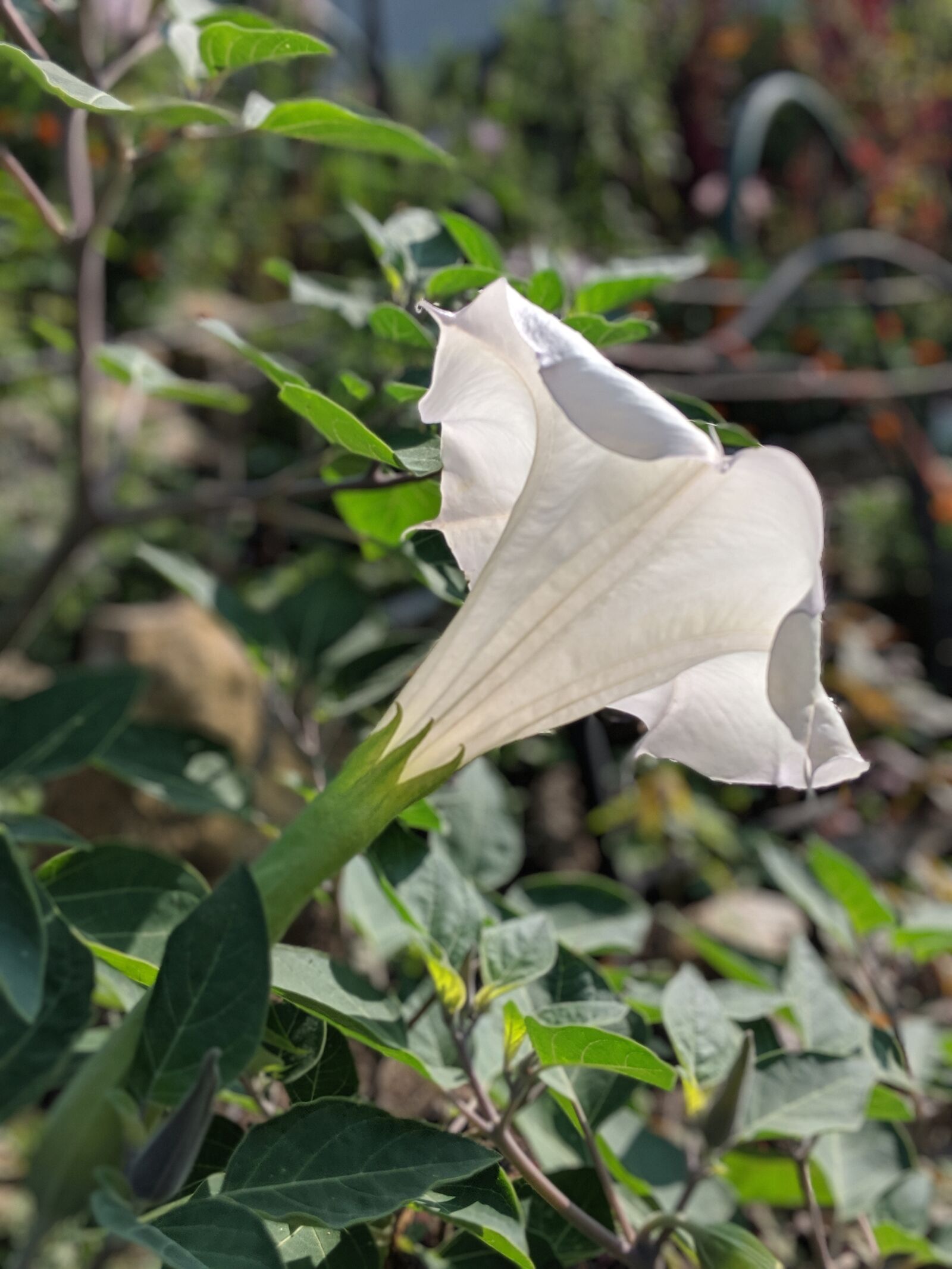 Google Pixel 2 sample photo. Flower, blossom, bloom photography