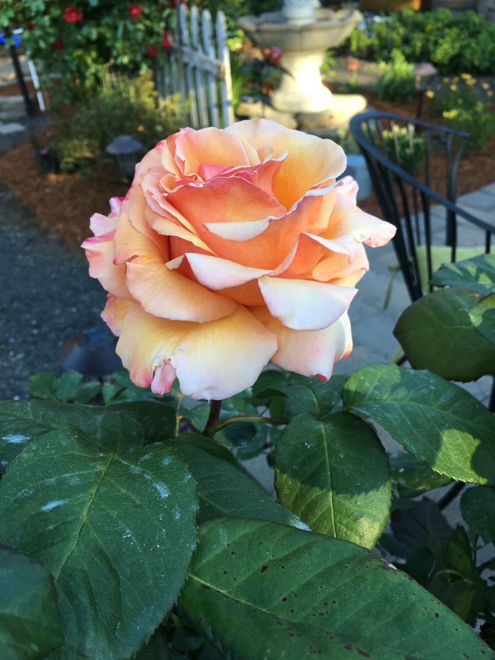iPhone SE back camera 4.15mm f/2.2 sample photo. Garden, flower, roses photography