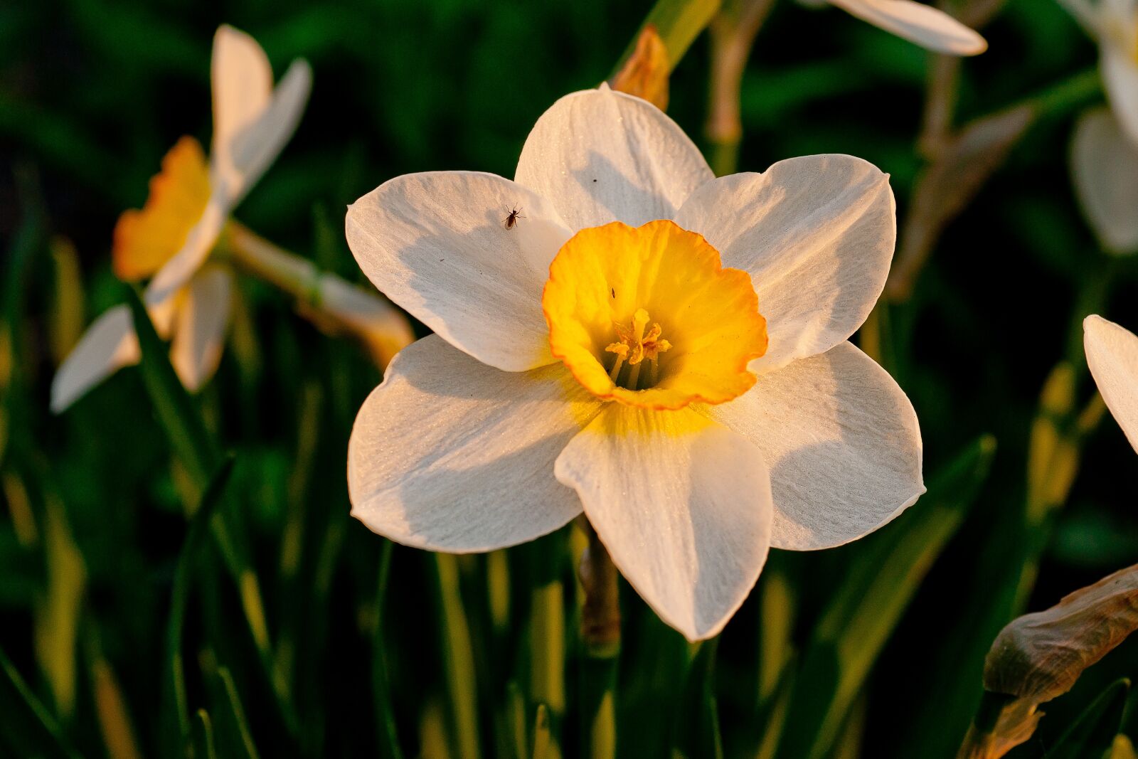 Sony Alpha DSLR-A700 sample photo. Nature, flower, narcissus photography