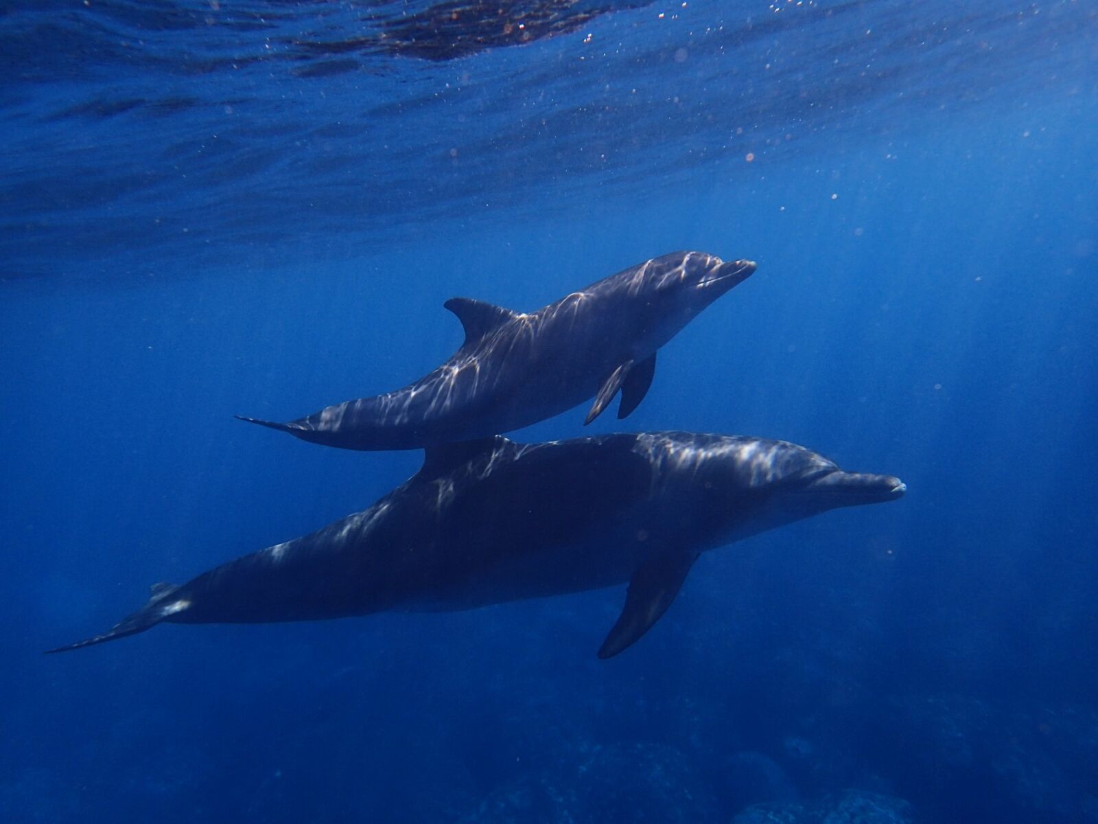 Olympus TG-4 sample photo. Sea, dolphin, blue photography
