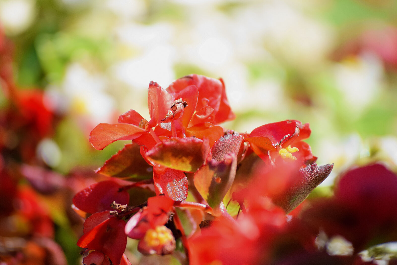Nikon D5300 sample photo. Red, flowers photography
