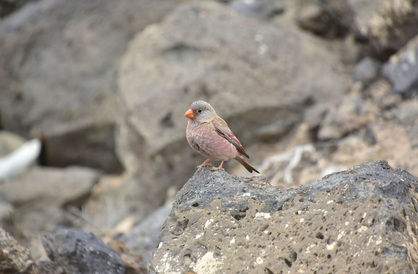 Nikon D7200 sample photo. Birds, nature, waterfowl photography