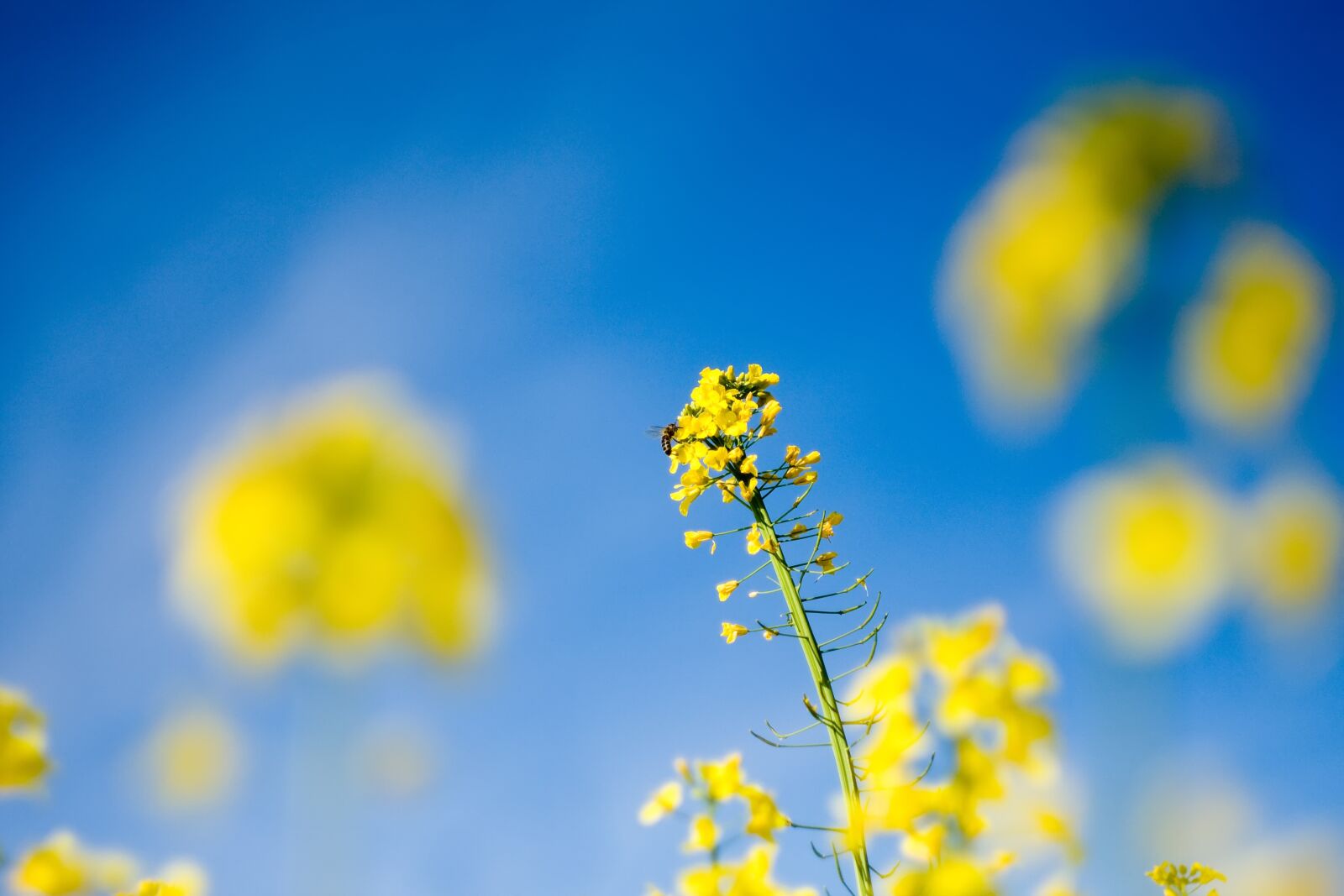 Canon EOS 40D sample photo. Rapeseed, plant, spring photography