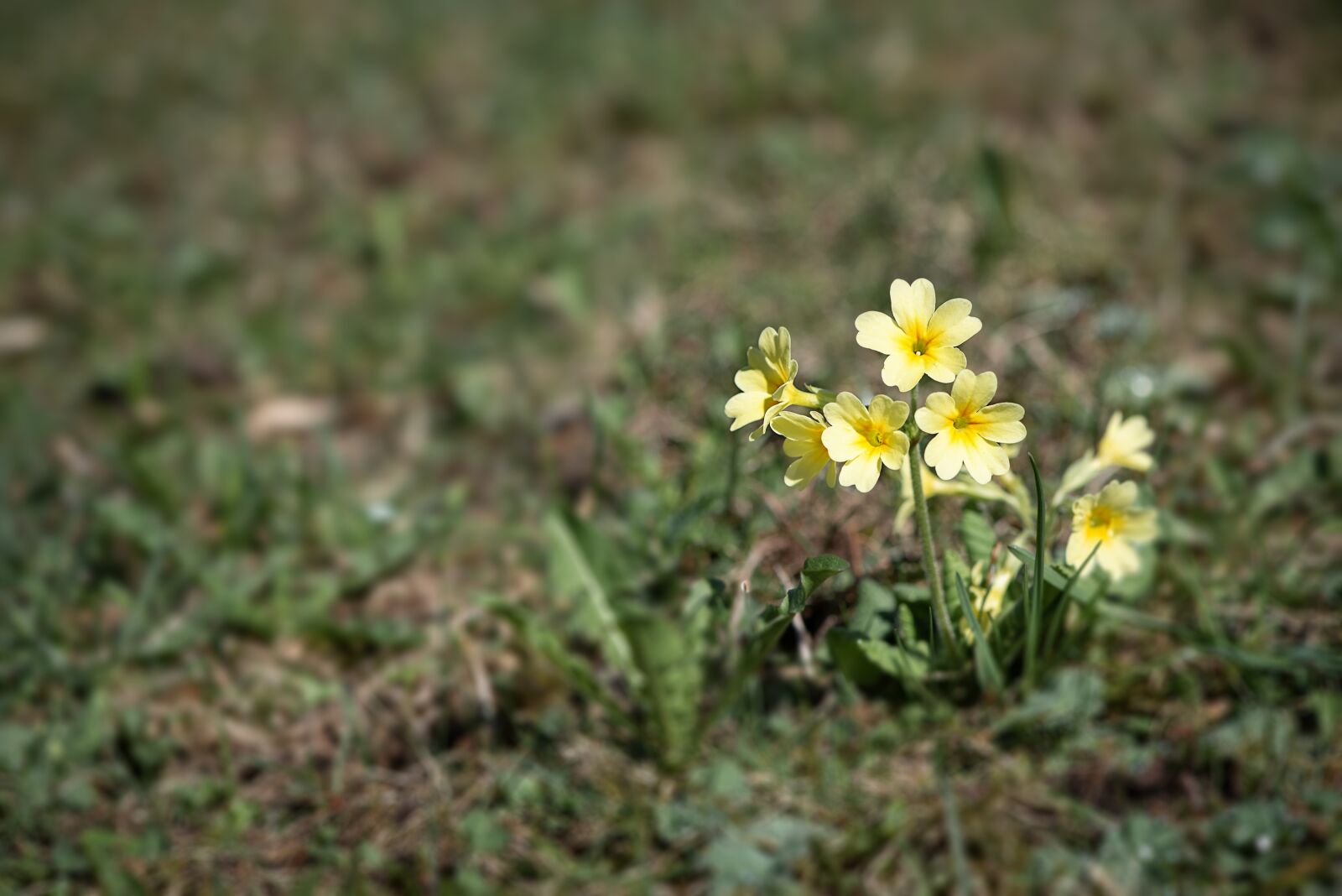 Nikon D750 sample photo. Cowslip, flower, pointed flower photography