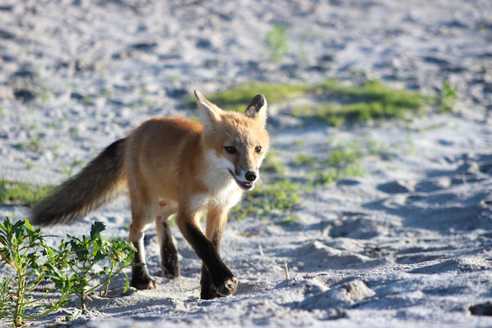 Canon EF 75-300mm f/4-5.6 sample photo. Fox, wildlife, beach photography