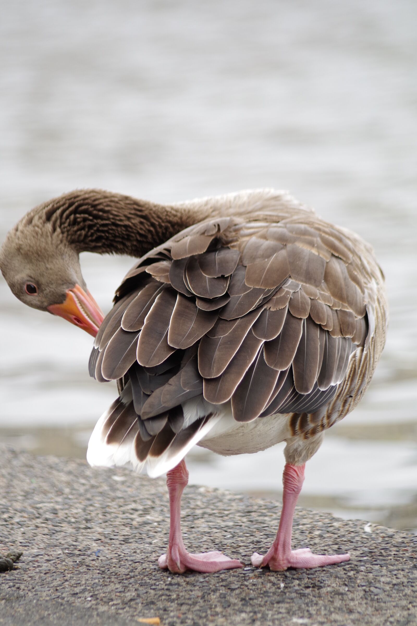 Pentax K-S2 sample photo. Greylag goose, swan, water photography