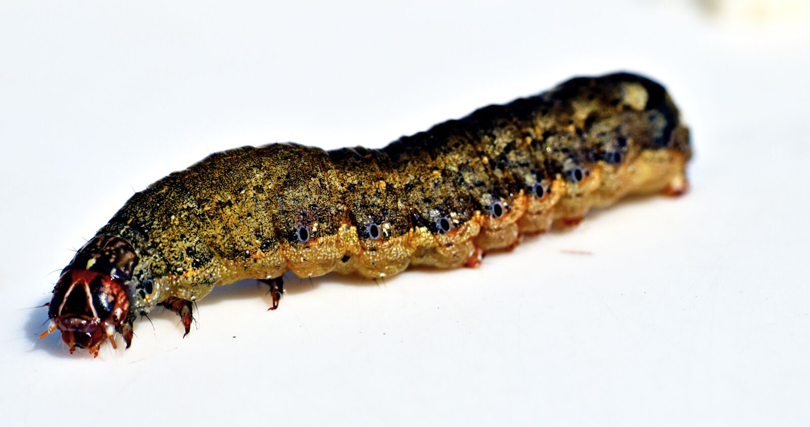 Nikon D5600 sample photo. Caterpillar, insect, leaf-eater photography