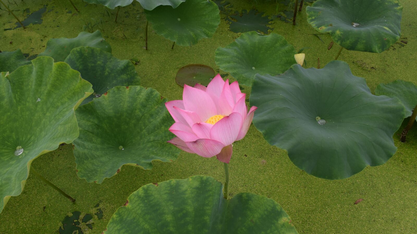 Nikon D3300 sample photo. Lotus, pond, country photography