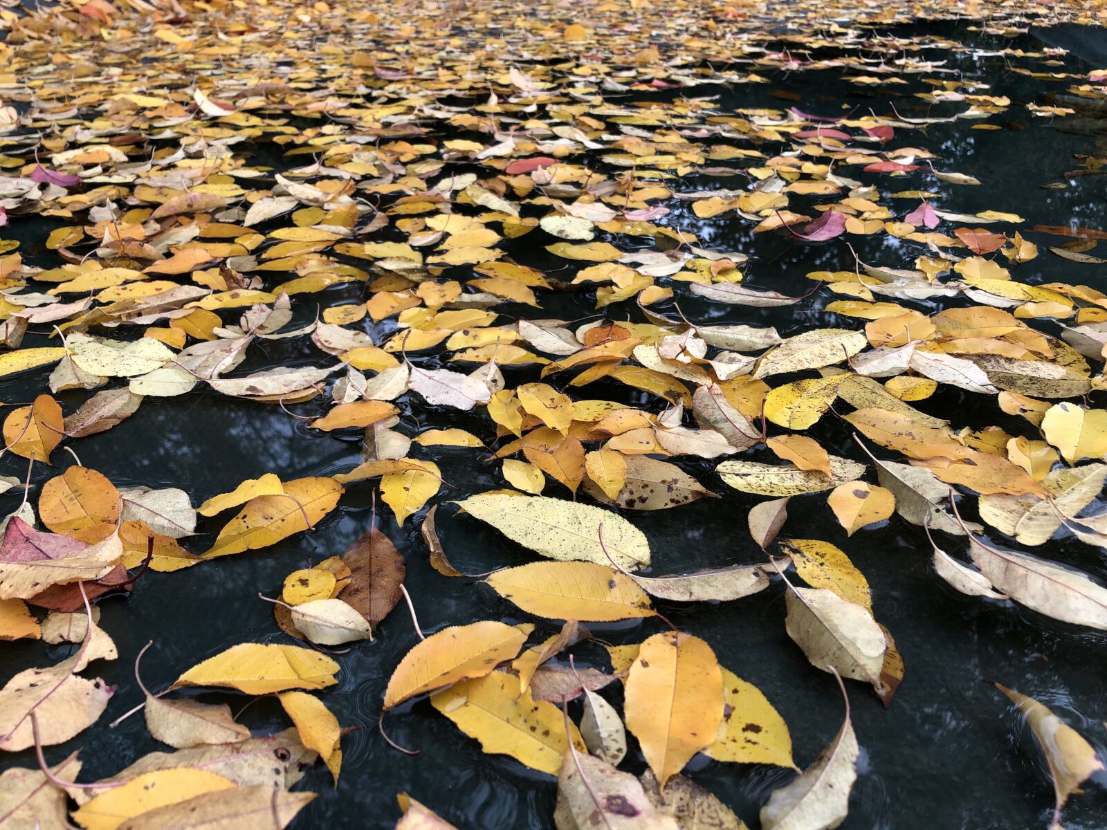 Apple iPhone 8 sample photo. Fall, autumn, nature photography