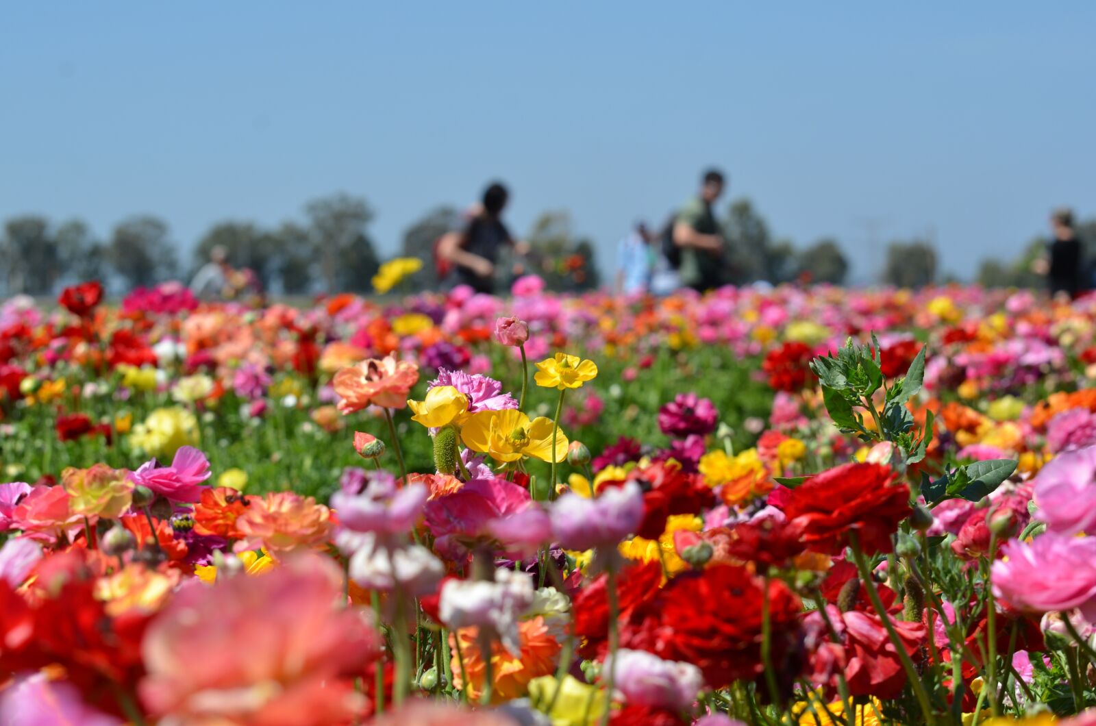Nikon D7000 sample photo. Color, red, colorful photography