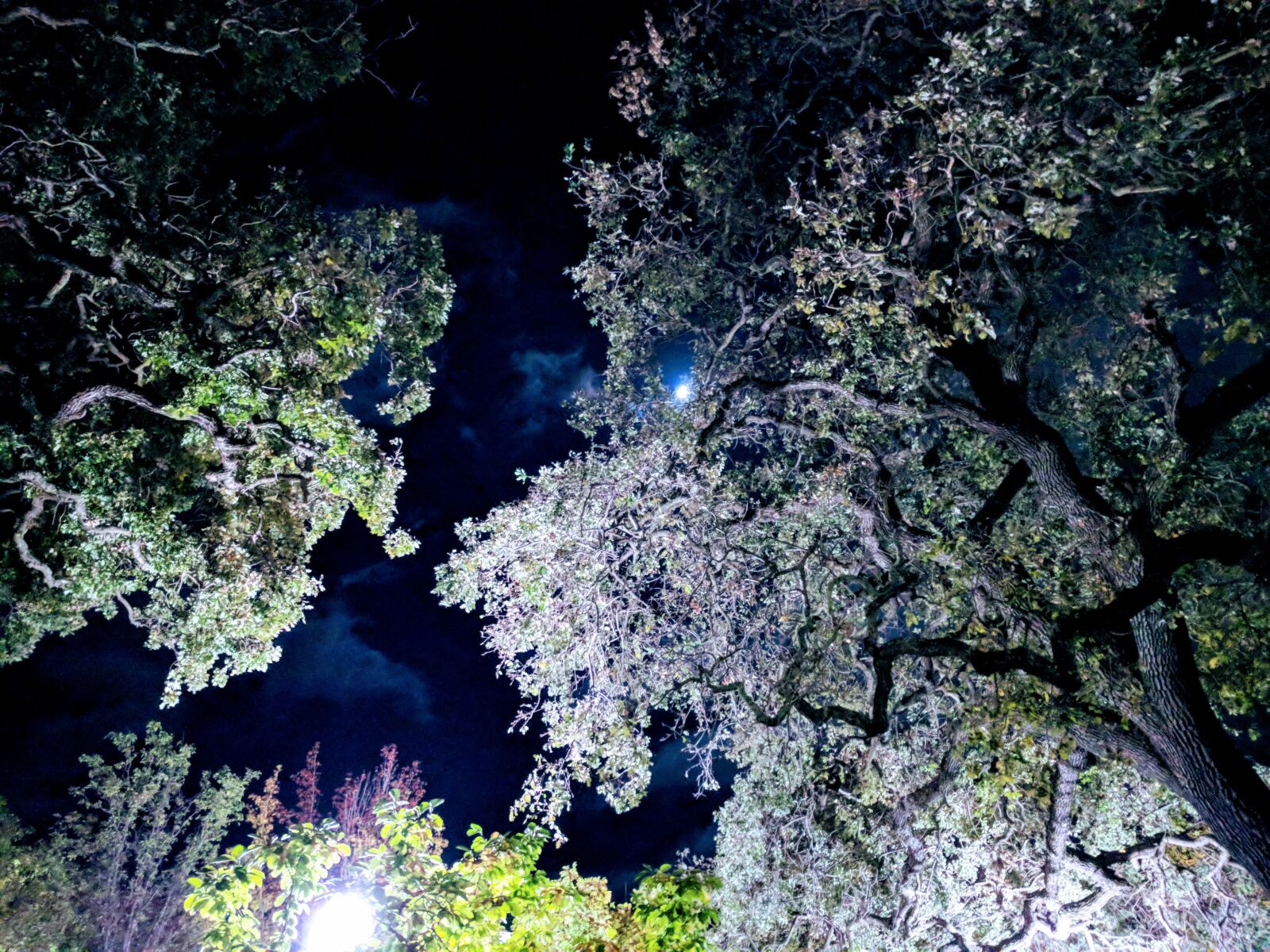 Google Pixel XL sample photo. Moon, night, oak, tree photography