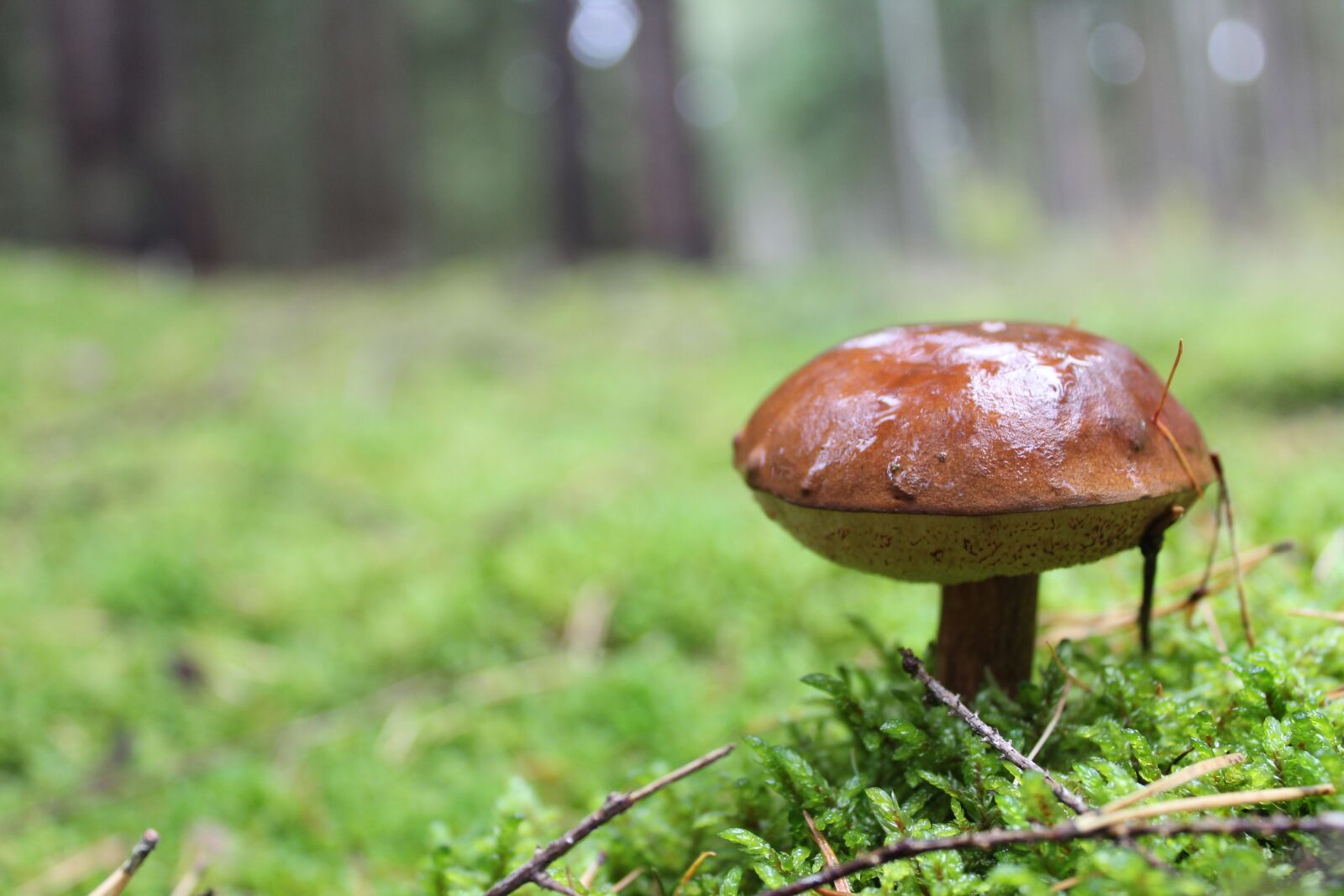 Canon EOS 1300D (EOS Rebel T6 / EOS Kiss X80) sample photo. Mushroom, forest, moss photography