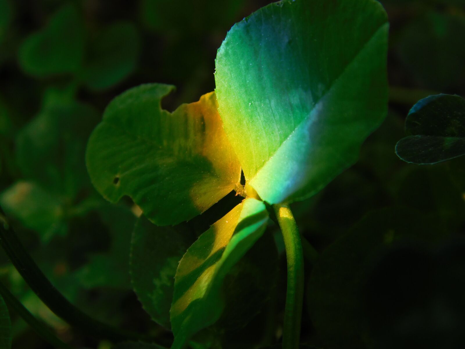 Nikon Coolpix L840 sample photo. Clover, rainbow, shamrock photography