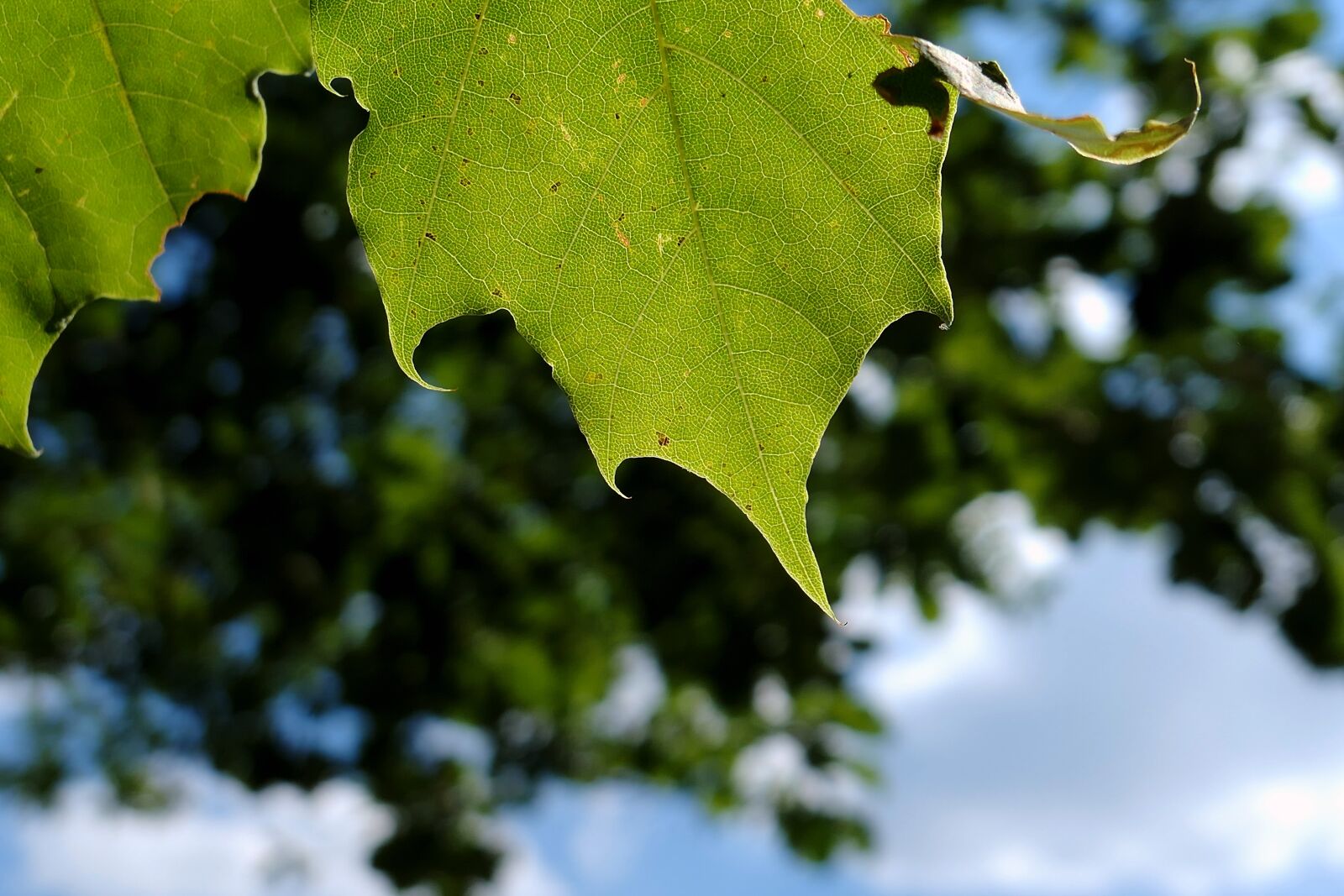 Panasonic Lumix DMC-LX10 (Lumix DMC-LX15) sample photo. Leaf, tree, nature photography