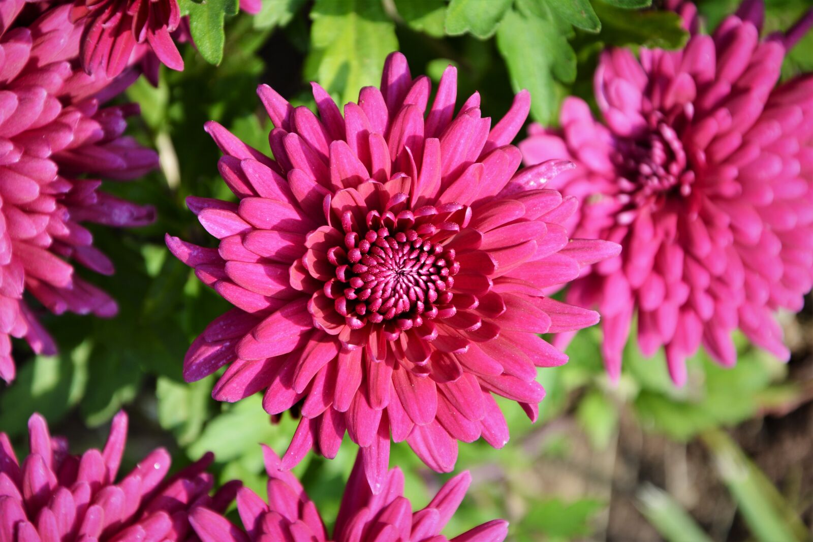 Nikon D7100 sample photo. Flower, chichewa live, vivid photography