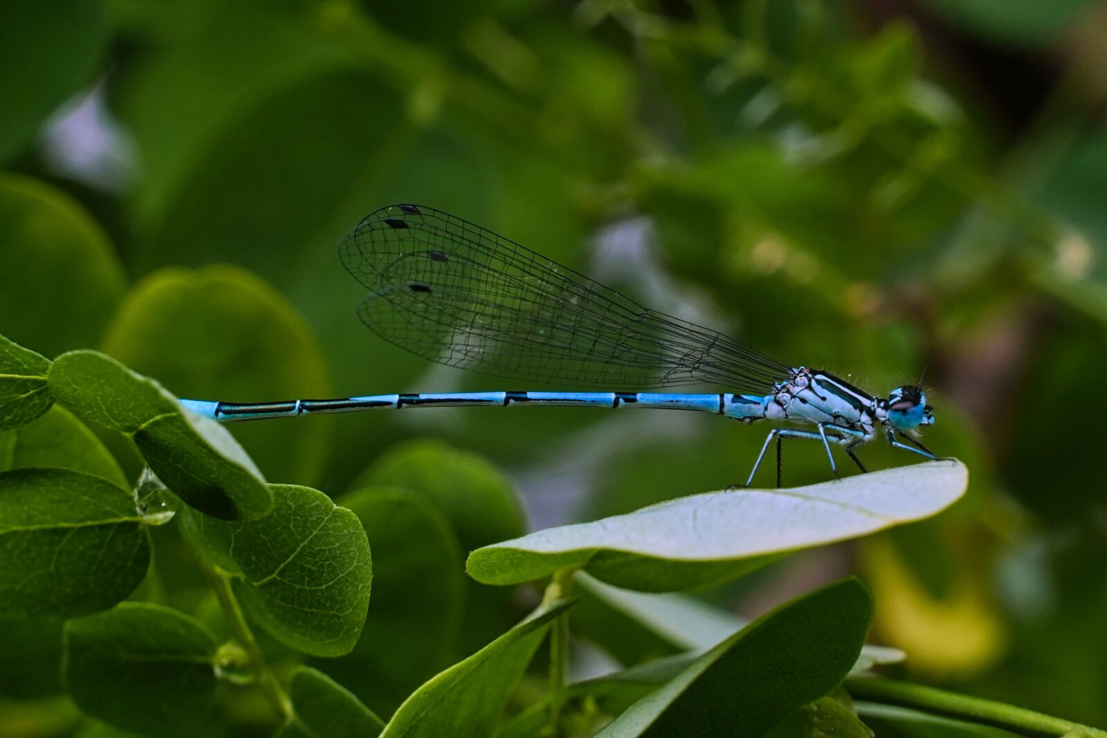 Sony a6400 sample photo. Dragonfly, insect, rainy day photography
