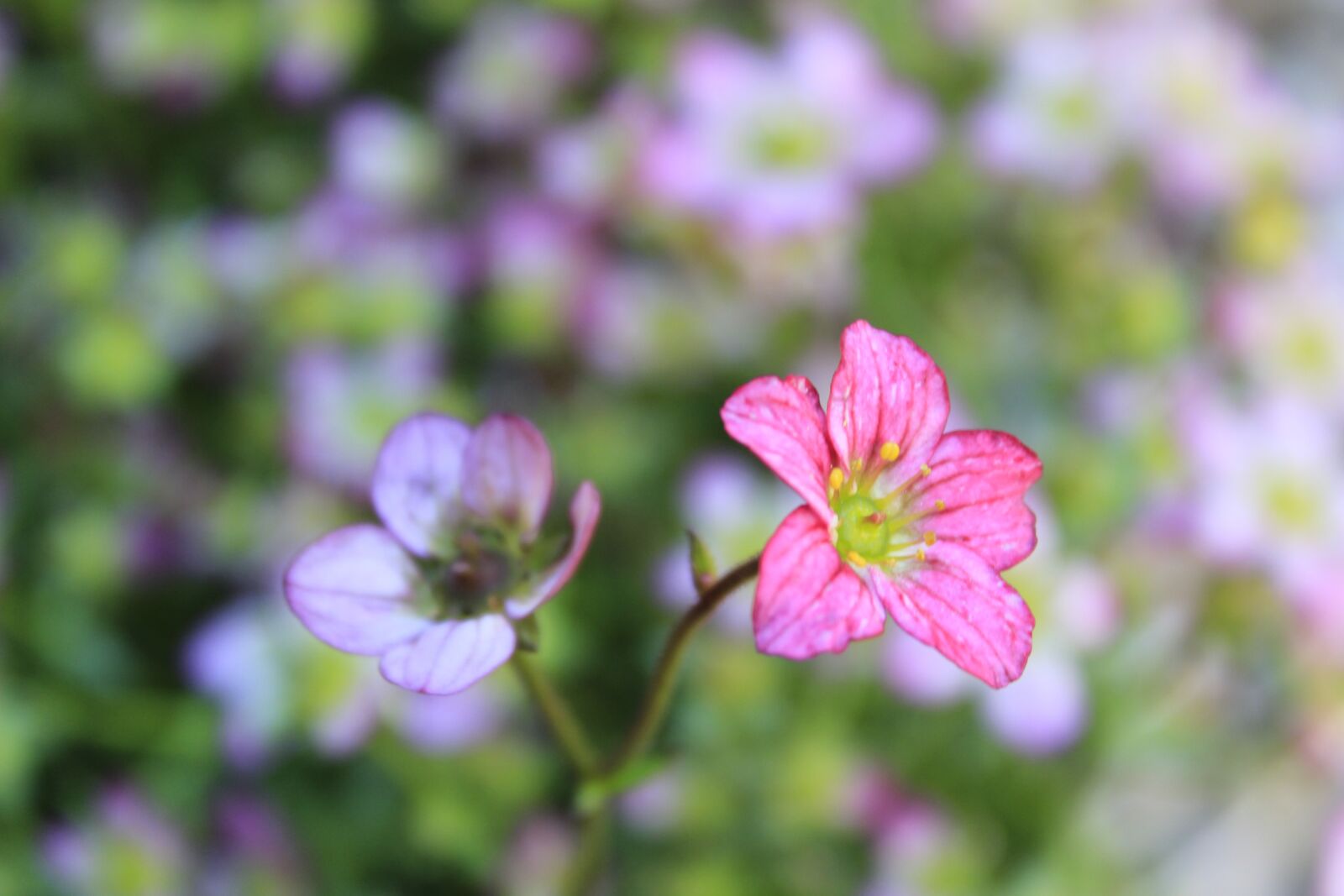 Canon EOS 60D sample photo. Pink, spring, meditation photography