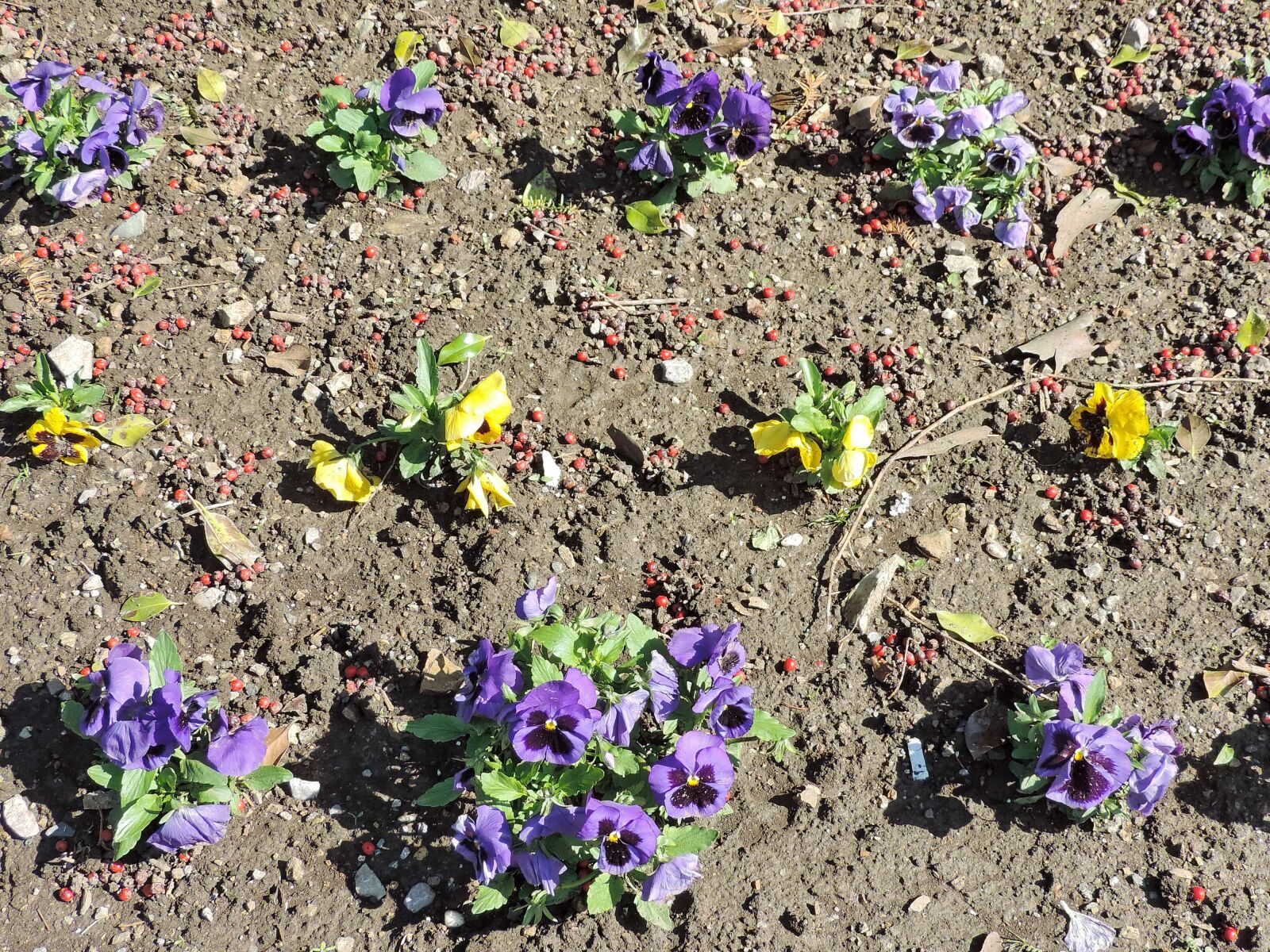 Nikon Coolpix P520 sample photo. Garden, ground, park, petunia photography