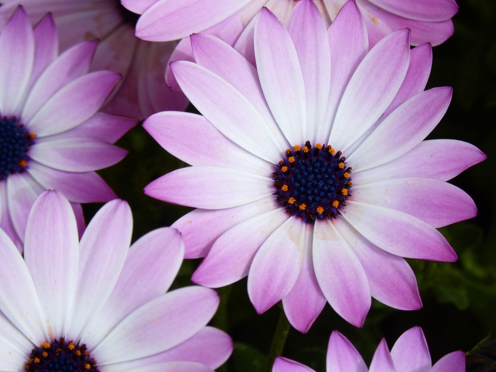 Panasonic DMC-FZ62 sample photo. Flower, daisy, background photography
