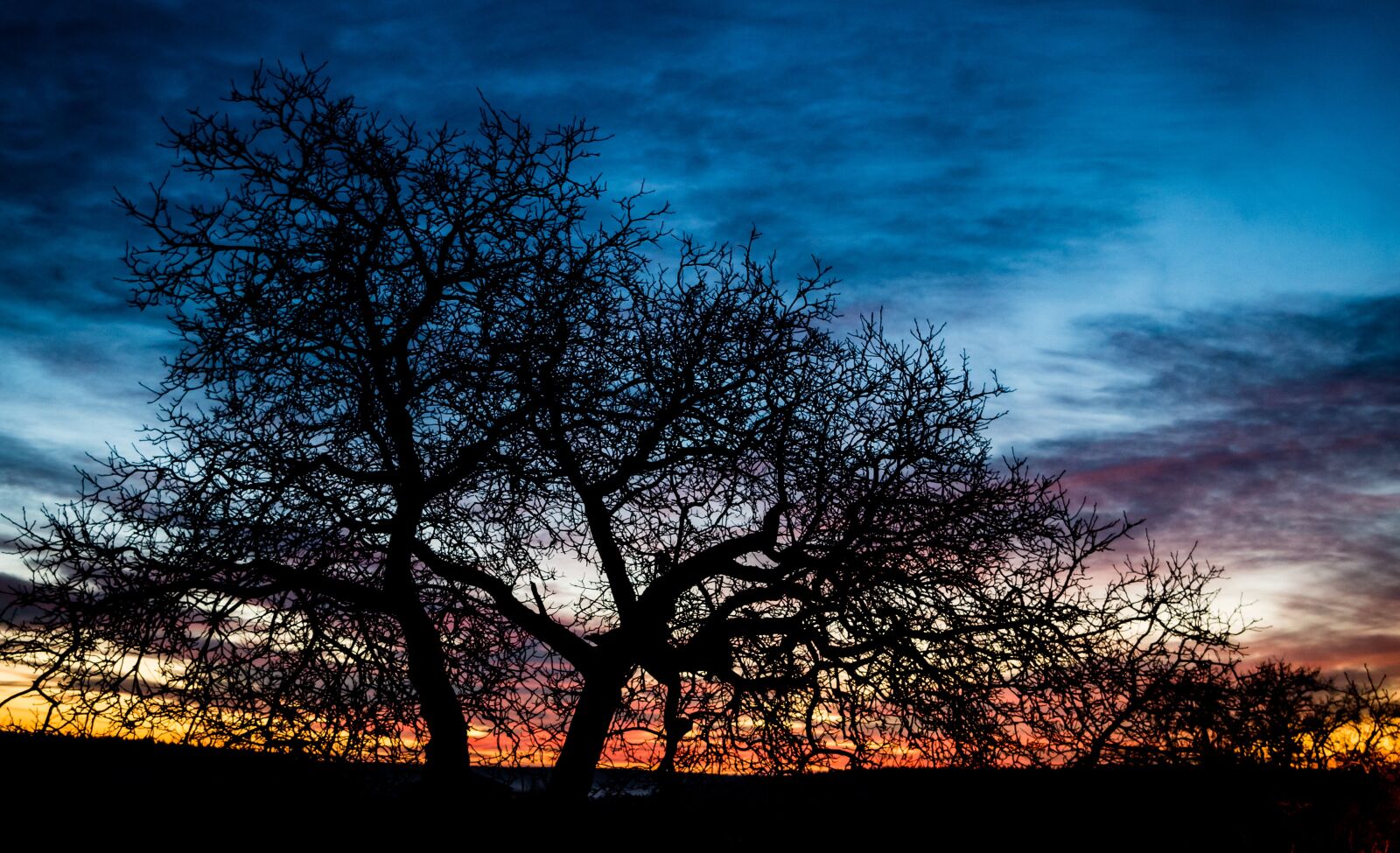 Pentax K-50 sample photo. Sunrise, tree, morgenstimmung photography
