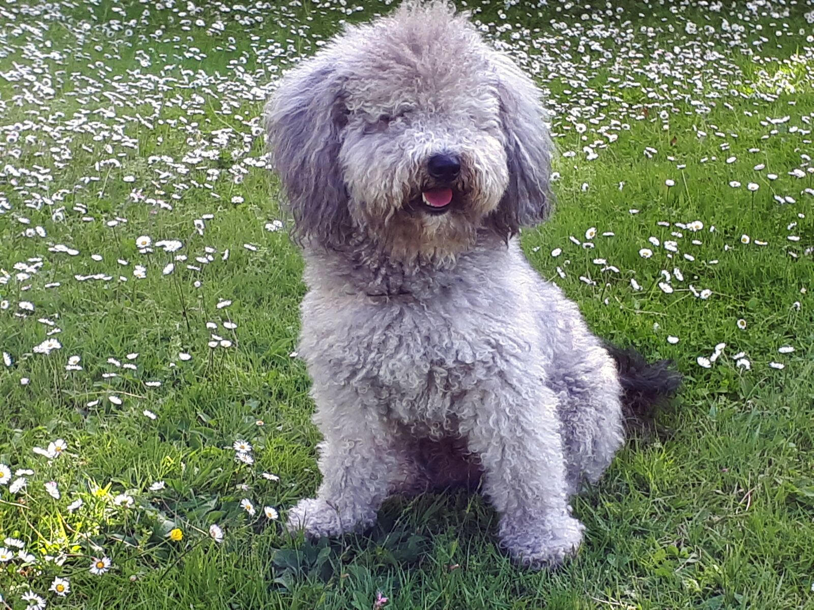 Samsung Galaxy A5(2017) sample photo. Dog, poodle, prato photography