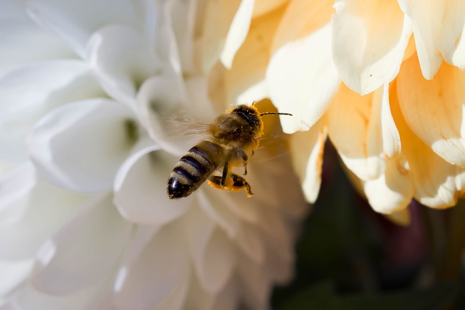 Canon EOS 650D (EOS Rebel T4i / EOS Kiss X6i) sample photo. Hover fly, insect, animal photography