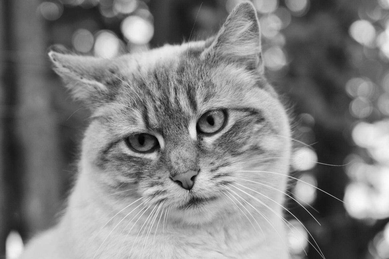 Nikon D5600 sample photo. Cat, feline, portrait of photography