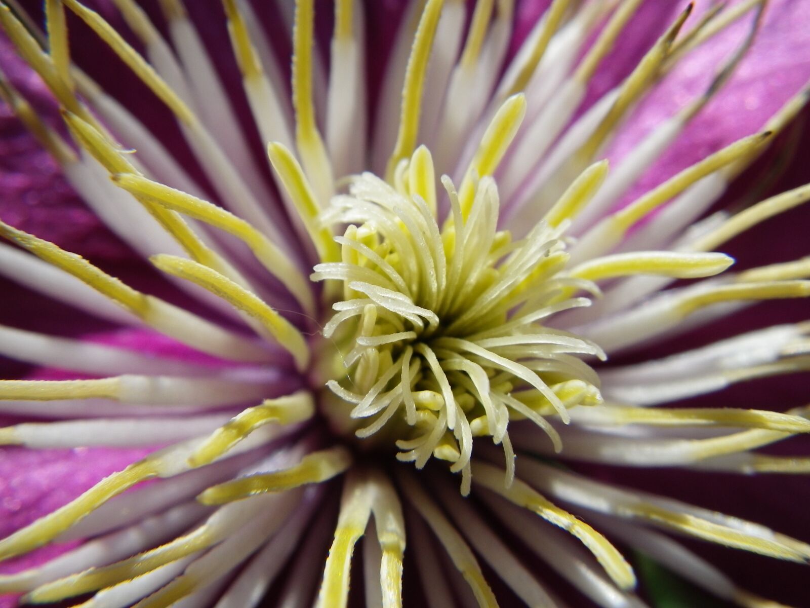 Pentax Optio W90 sample photo. Flower, macro, nature photography