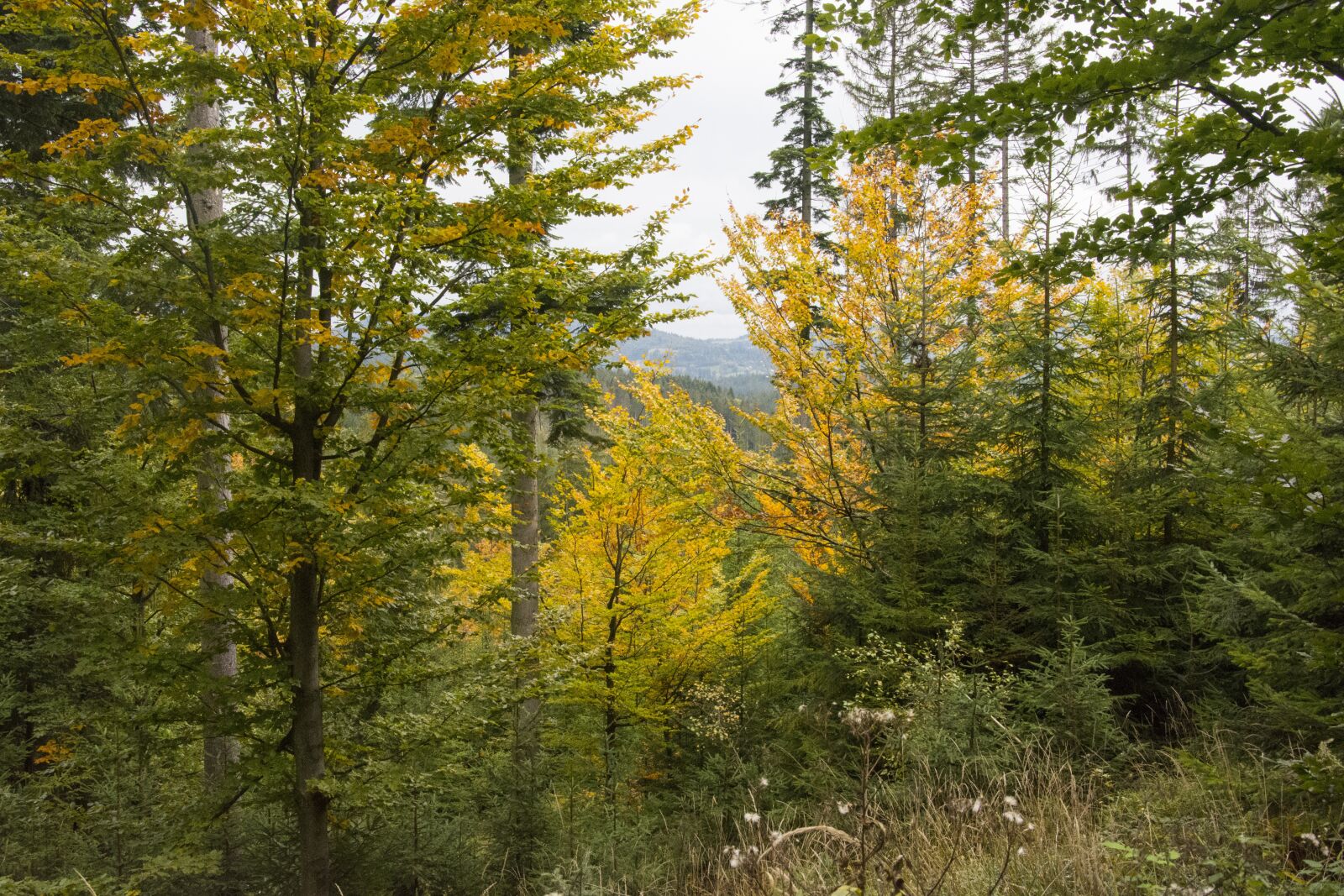 Nikon D5200 sample photo. Forest, autumn, nature photography