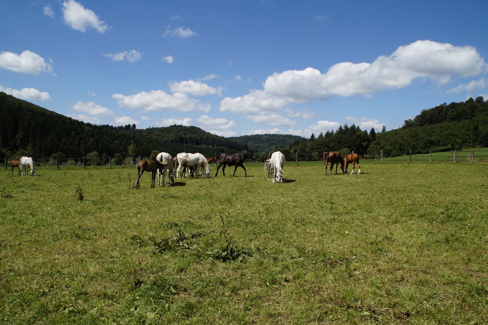 Sony SLT-A58 sample photo. Mares, foal, arabs photography