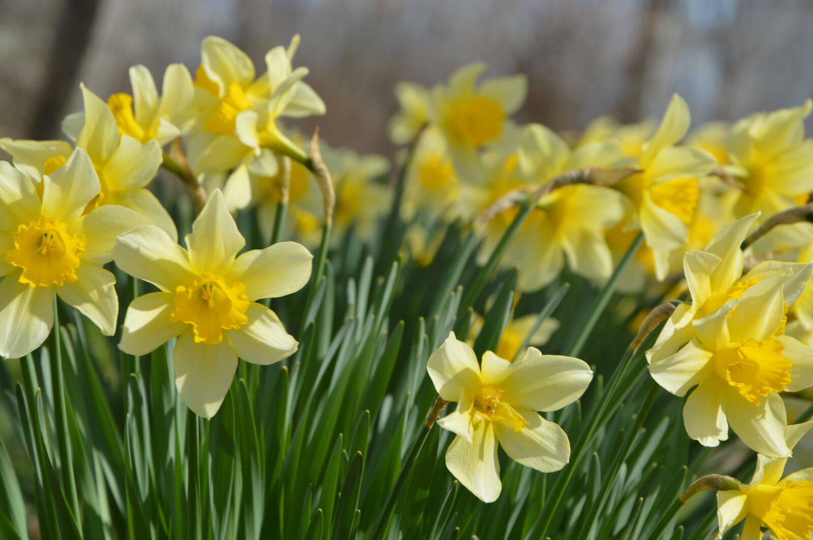 Nikon D3200 sample photo. Flowers, spring, plant photography