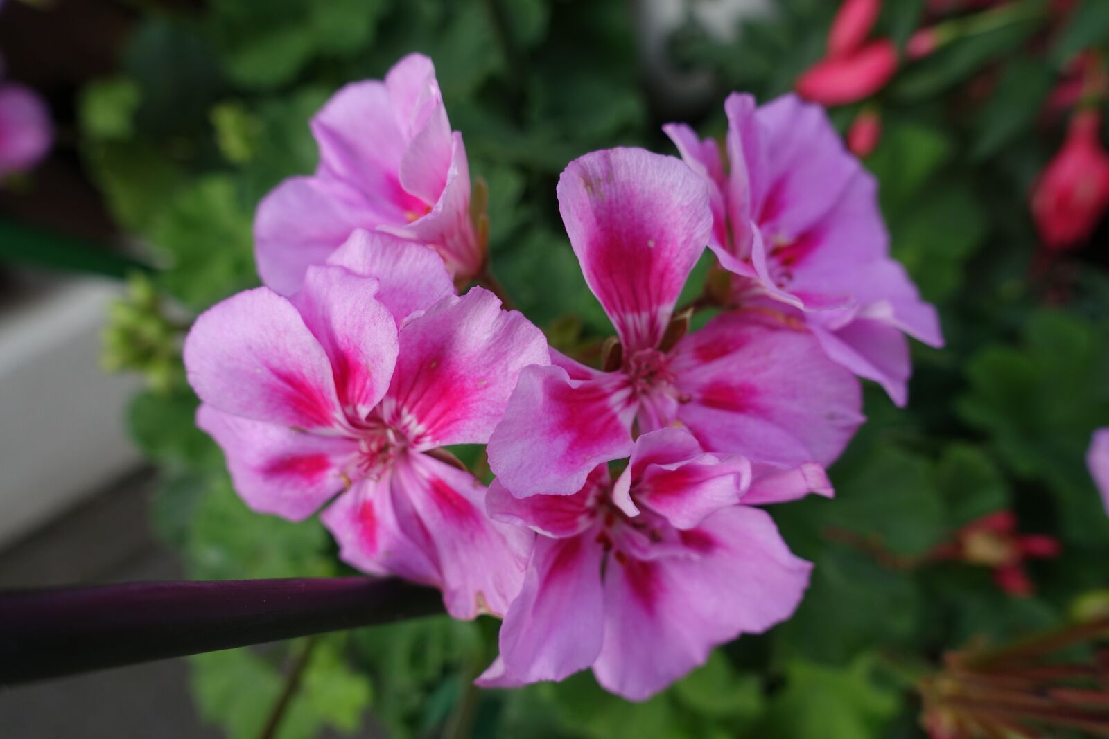 Sony Cyber-shot DSC-RX100 III sample photo. Geranium, hanging, balcony photography