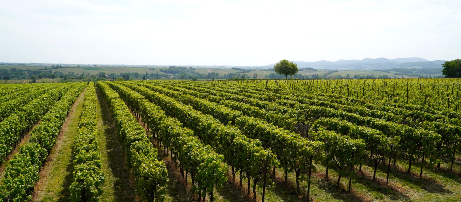 Sony E PZ 18-105mm F4 G OSS sample photo. Vineyards, wine, winegrowing photography