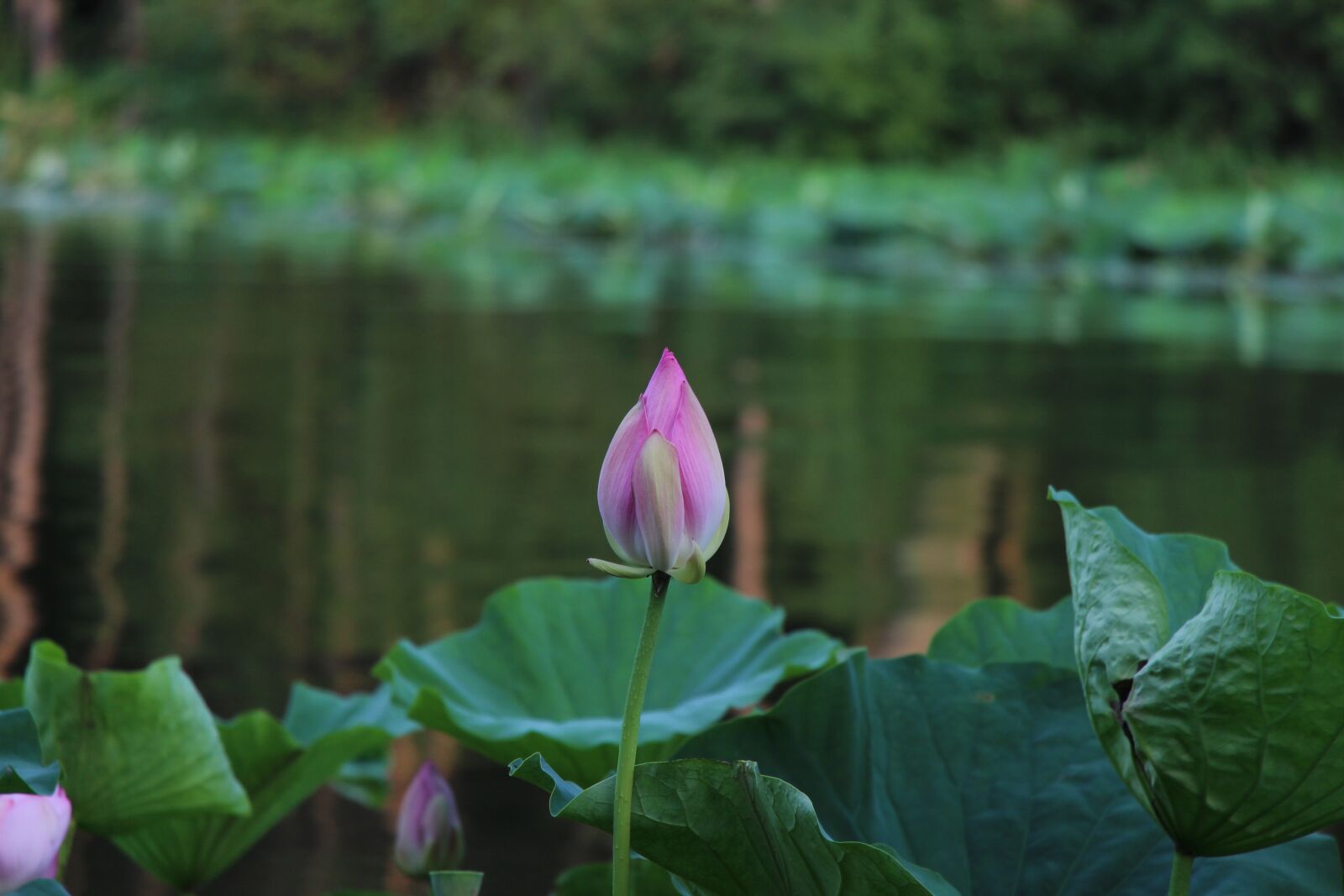 Canon EOS 700D (EOS Rebel T5i / EOS Kiss X7i) sample photo. Changchun, jingyuetan, dutch photography