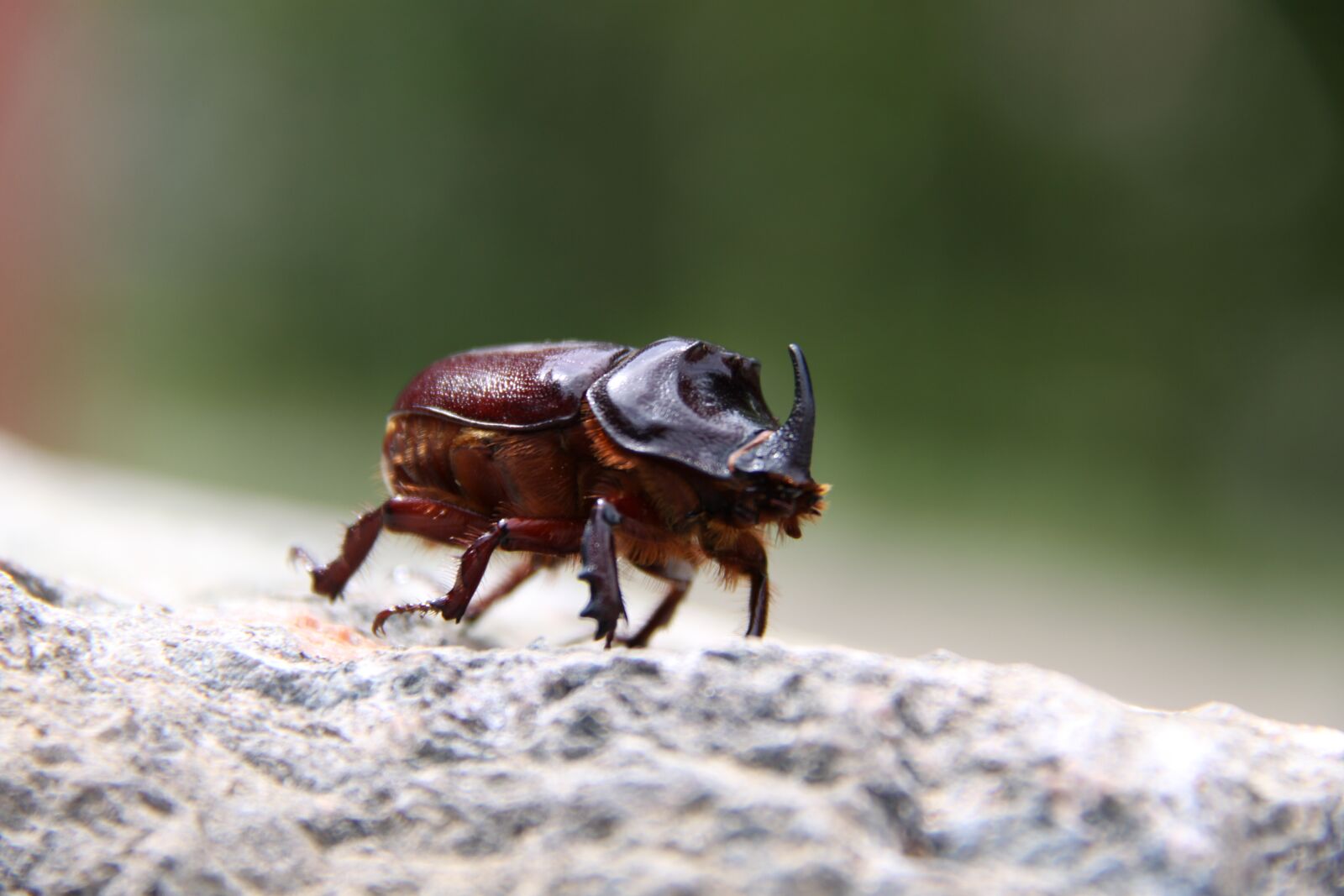 Canon EOS 50D sample photo. Beetle, insect, rhinoceros beetle photography