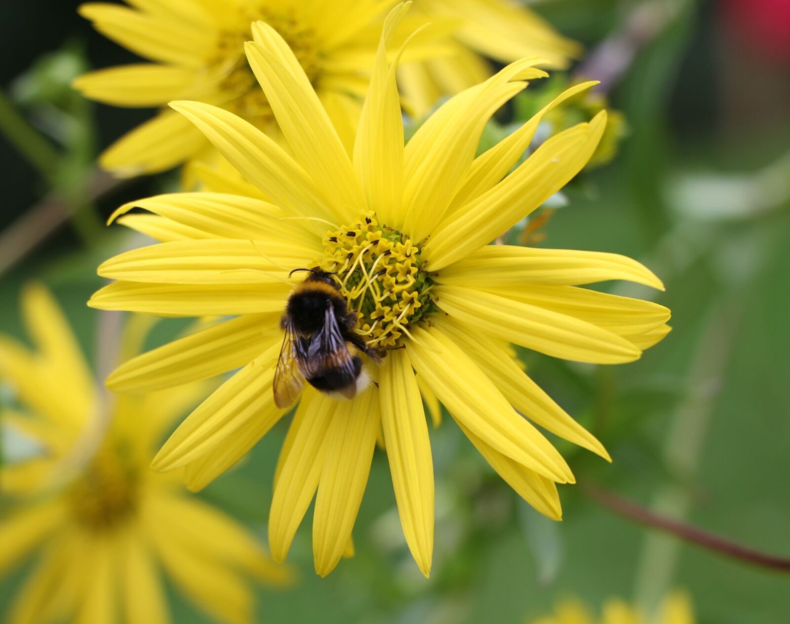 Canon EOS 7D sample photo. Yellow, flower, yellow flower photography