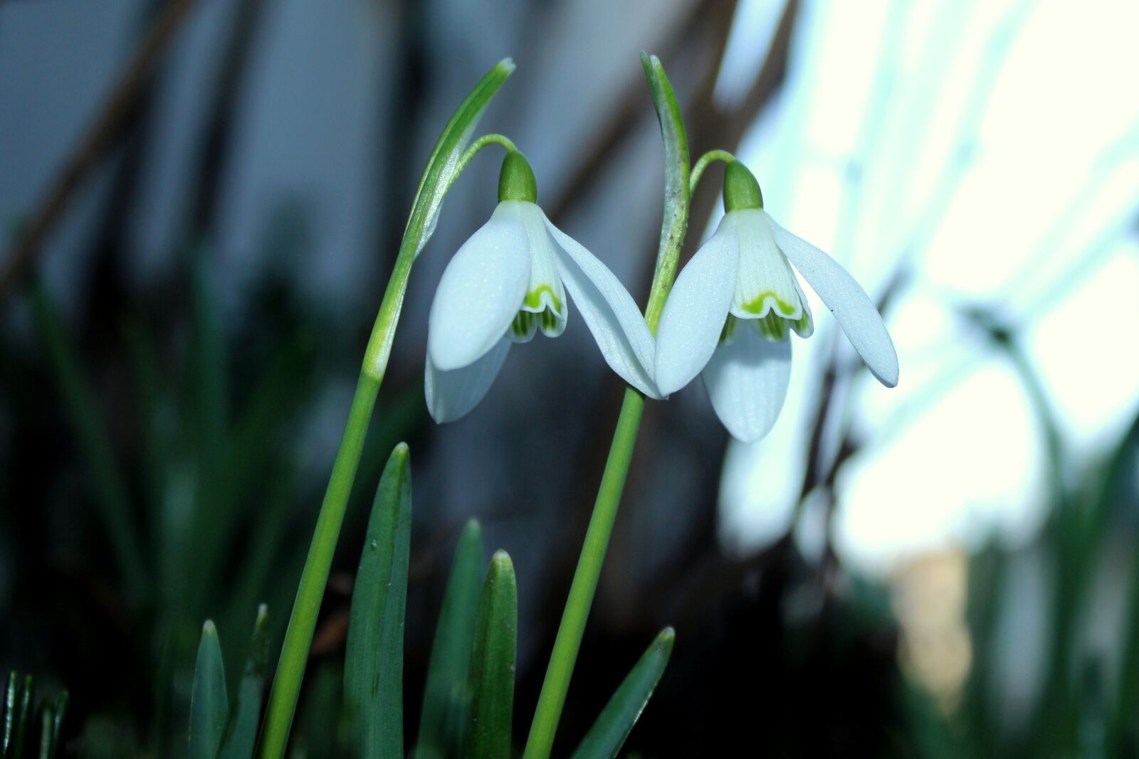 Canon EOS 1200D (EOS Rebel T5 / EOS Kiss X70 / EOS Hi) sample photo. Snowdrop, spring flowers, early photography