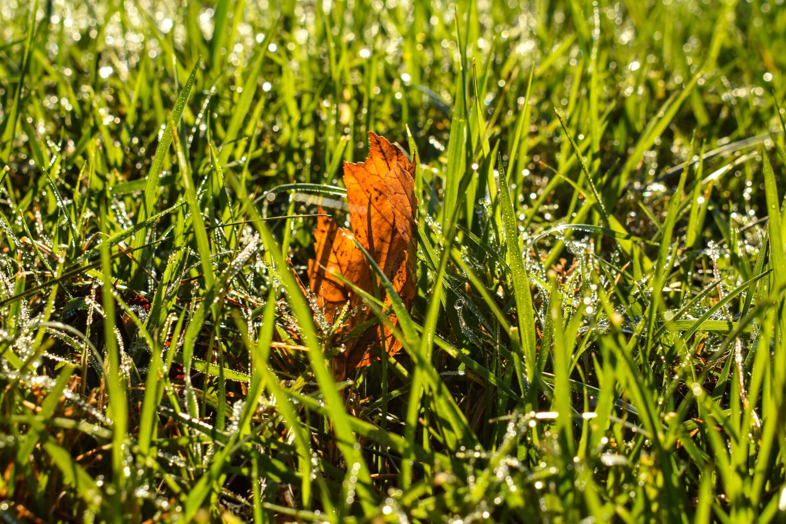 Nikon D3400 sample photo. Fall, nature, grass photography