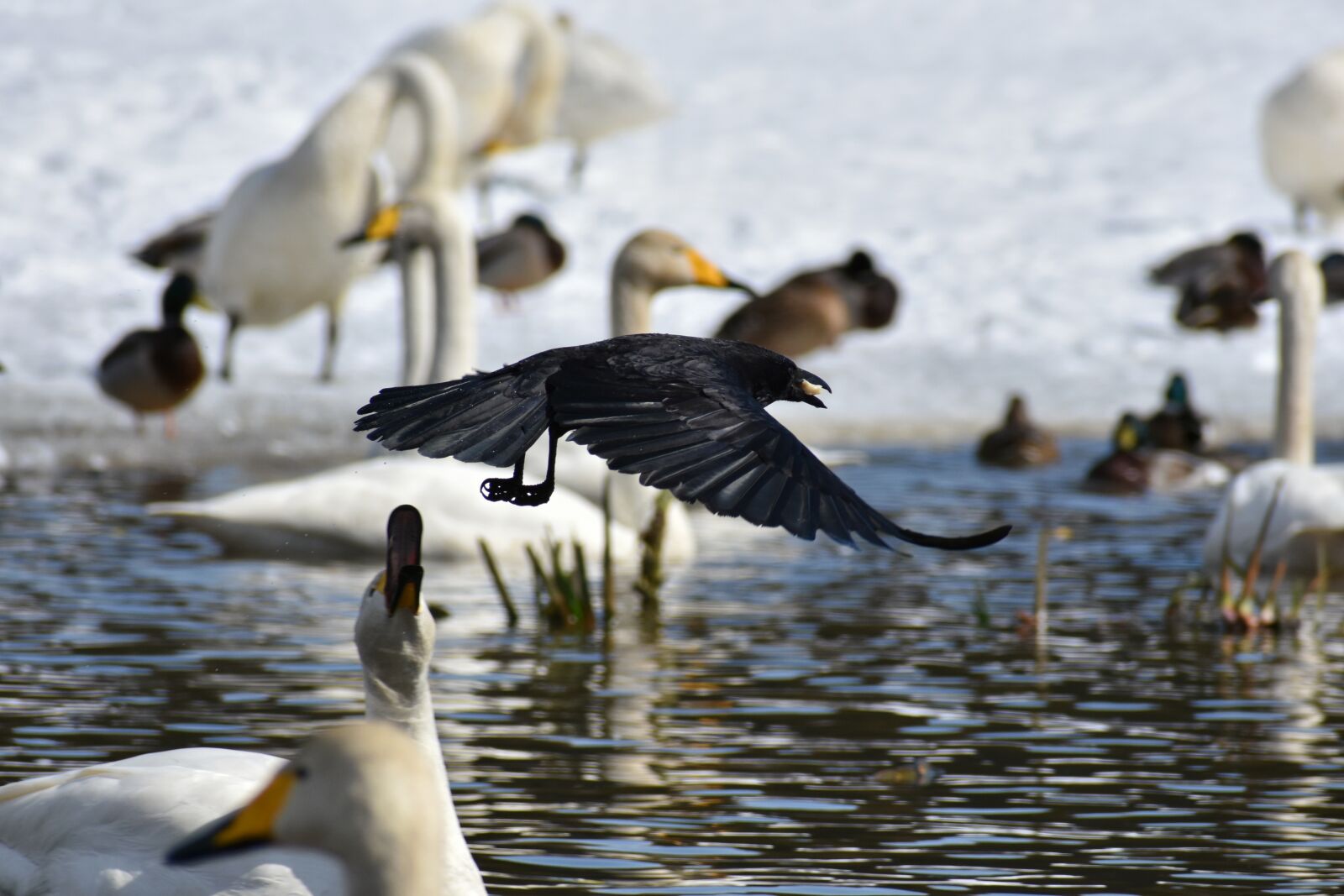 Nikon D7200 sample photo. Animal, lake, waterside photography