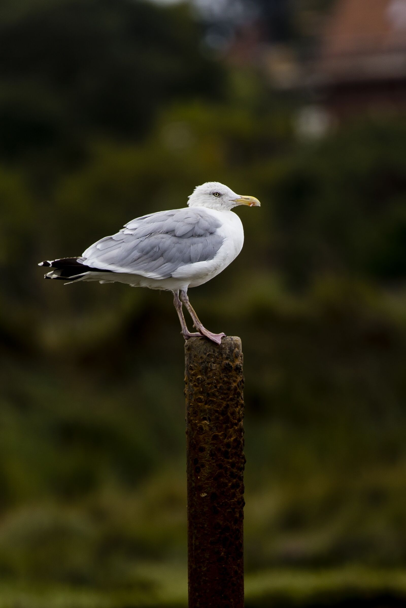 Canon EOS-1D X + Canon EF 100-400mm F4.5-5.6L IS II USM sample photo. Seagull, perched, iron post photography