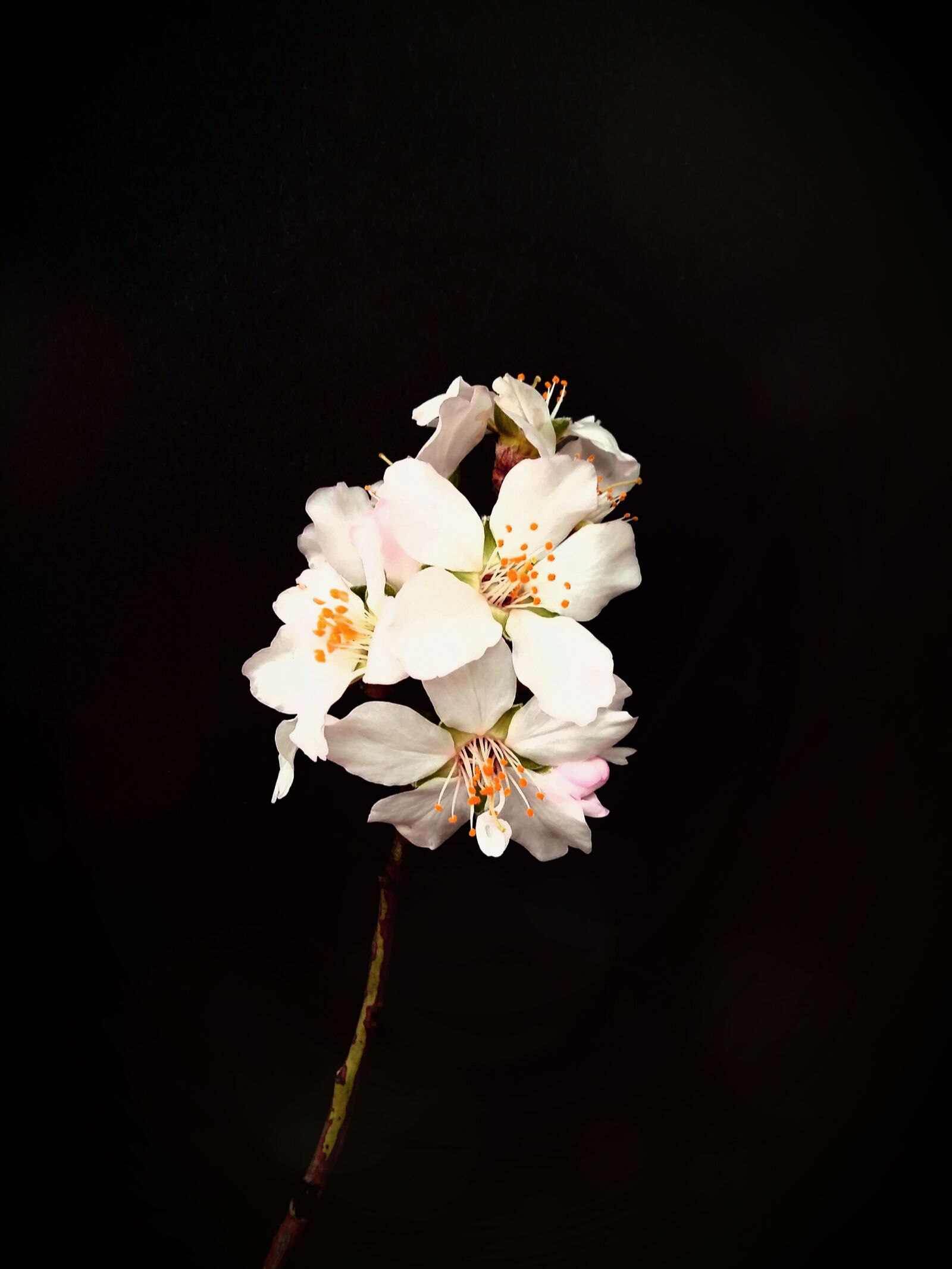 Samsung Galaxy A5 sample photo. Almond, flower, spring photography