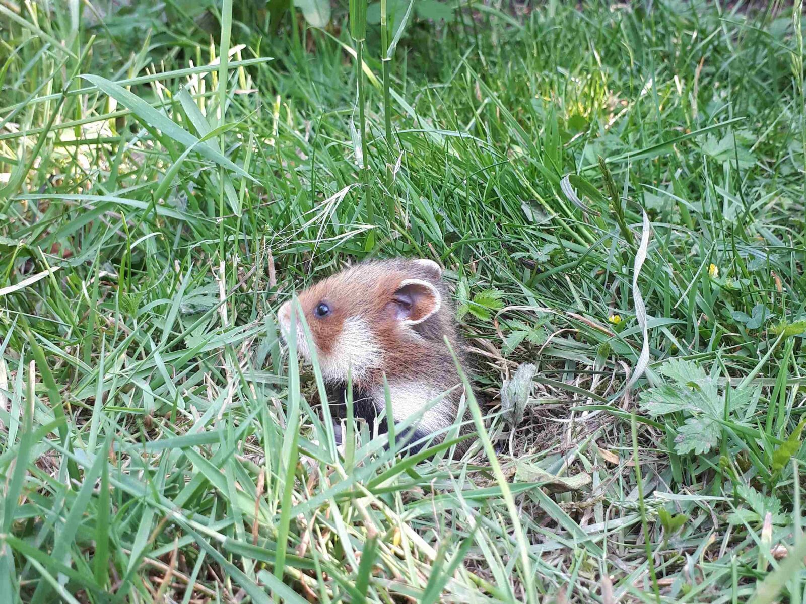 Samsung Galaxy A5(2017) sample photo. Hamster, young, nature photography