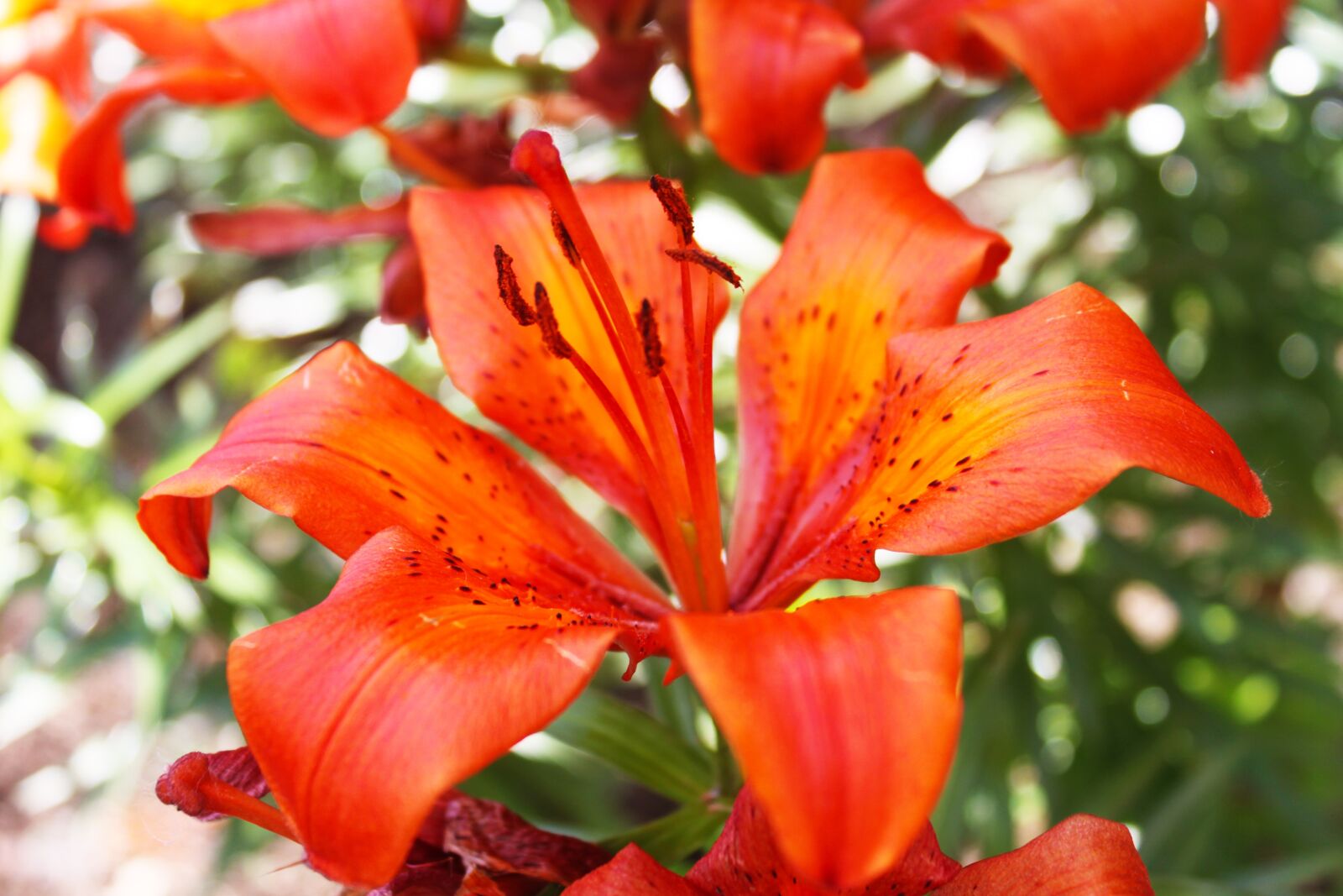 Canon EOS 500D (EOS Rebel T1i / EOS Kiss X3) sample photo. Lily, flower, pistils photography